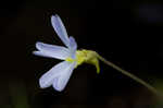 Southern butterwort